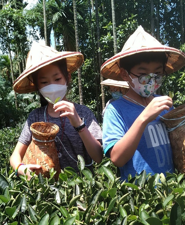 小草來到了三峽的天芳茶行，在瞭解三峽製茶歷史，以及不同種類的茶應有的製程與風味過後，於豔陽的洗禮下，成了一日小茶農體驗鄉土教育及食農教育的特色課程；今天小草們的師父是由天芳茶行第五代—黃耀寬職人擔當，該茶行出產的茗茶種類豐富，除了白茶、碧螺春綠茶、龍井綠茶外，還有發酵程度高的包種茶及蜜香紅茶，並多次於台灣茶比賽中脫穎而出、取得優勝。 | 小草書屋∞青草職能學苑