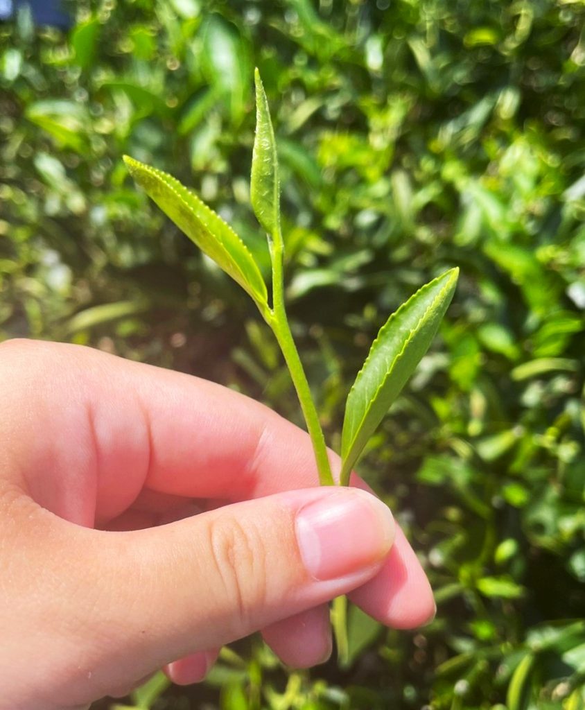 小草來到了三峽的天芳茶行，在瞭解三峽製茶歷史，以及不同種類的茶應有的製程與風味過後，於豔陽的洗禮下，成了一日小茶農體驗鄉土教育及食農教育的特色課程；今天小草們的師父是由天芳茶行第五代—黃耀寬職人擔當，該茶行出產的茗茶種類豐富，除了白茶、碧螺春綠茶、龍井綠茶外，還有發酵程度高的包種茶及蜜香紅茶，並多次於台灣茶比賽中脫穎而出、取得優勝。 | 小草書屋∞青草職能學苑