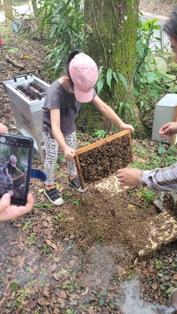 這次採蜂蜜體驗到了蜂樺蜂蜜專賣店，因為有了專業的養蜂人-冠樺叔叔的帶領，在冠樺叔叔養蜂的過程，刻意選種培育馴化情況佳的蜂群，讓他們在採蜜的時候，蜜蜂是較不會躁動與攻擊。上週孩子們到了有木的山上去採蜂蜜，一想到蜜蜂 ，那毛茸茸帶刺的飛蟲，成群結隊的團結，其實是讓人挺害怕，這是沒有了解前先入為主的想法。 | 小草書屋∞青草職能學苑